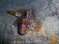 Tompot Blenny shot at Portland on the wreck of the SS Bin... by Gary Beecheno 